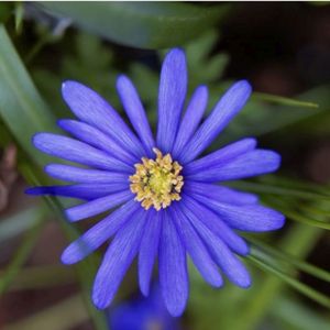 Anemone blanda blue-flowered 1L